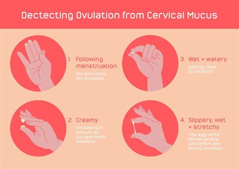 thick cervical mucus but negative ovulation test|what does mucus look like during ovulation.